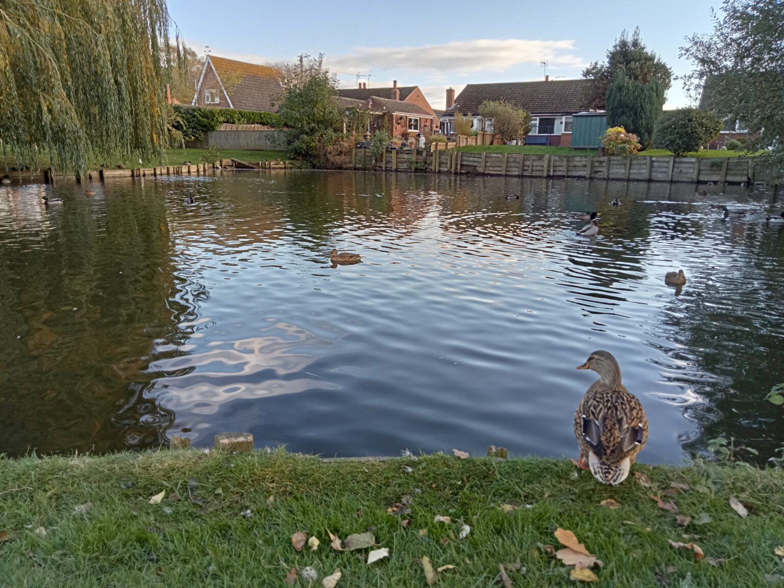 Wyre Pond Haxby Wild York bus-timetables