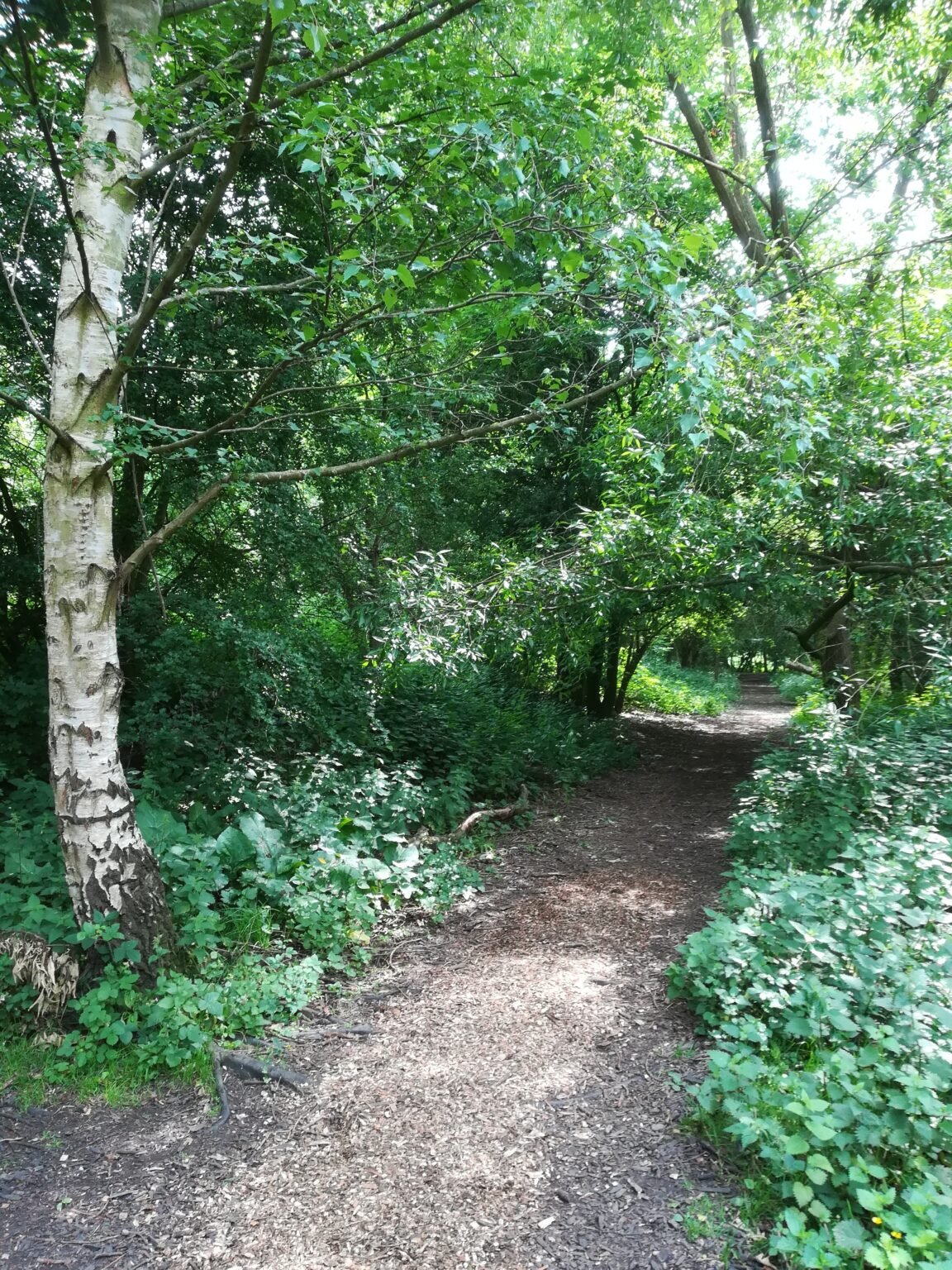 danesmead-wood-wild-york