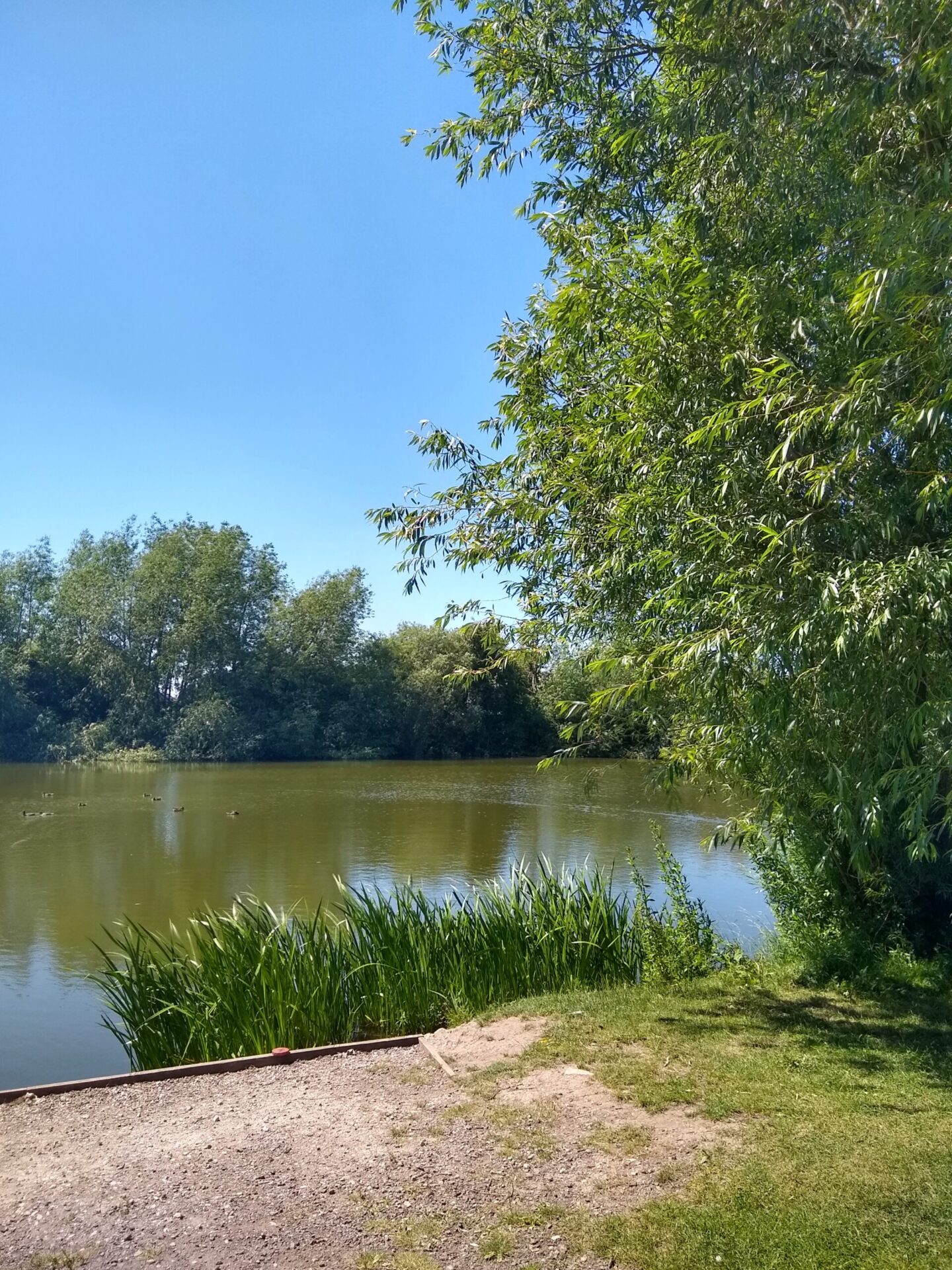 Chapmans Pond – Wild York