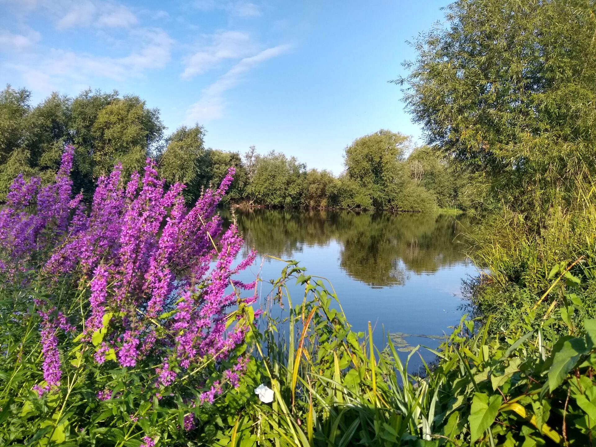 Chapmans Pond – Wild York