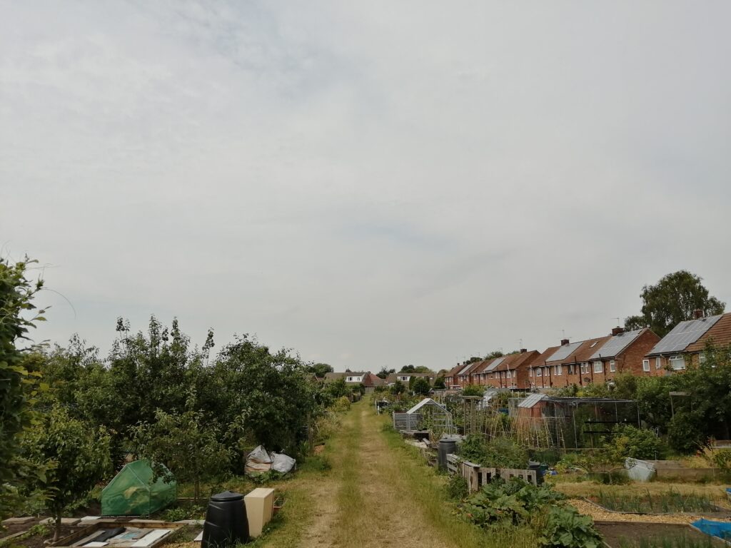 New Lane Allotments – Wild York